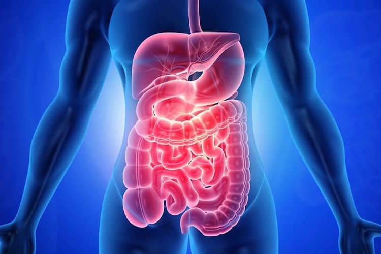 Gastroenterology
